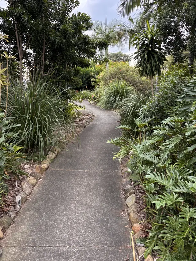 Garden path and subtropical beds kept clear, Springwood area
