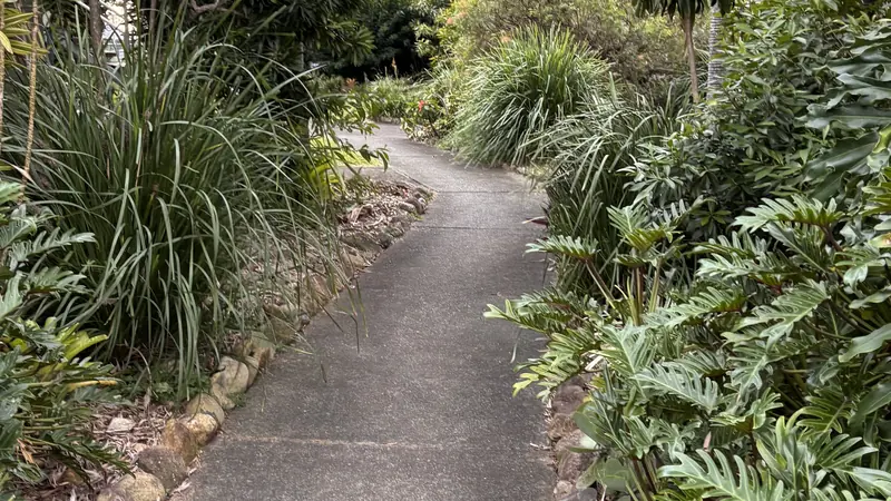 Garden path edged clear of surrounding subtropical planting